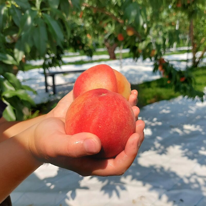 [로얄특품] 최고급 말랑이 백도 복숭아, 1개, 3kg