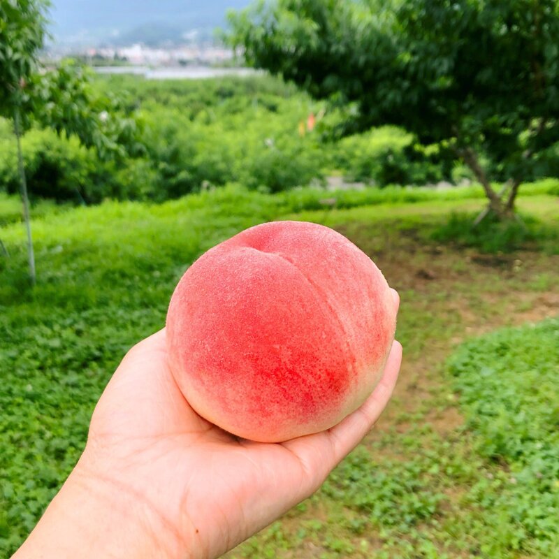 [로얄특품] 최고급 말랑이 백도 복숭아, 1개, 3kg