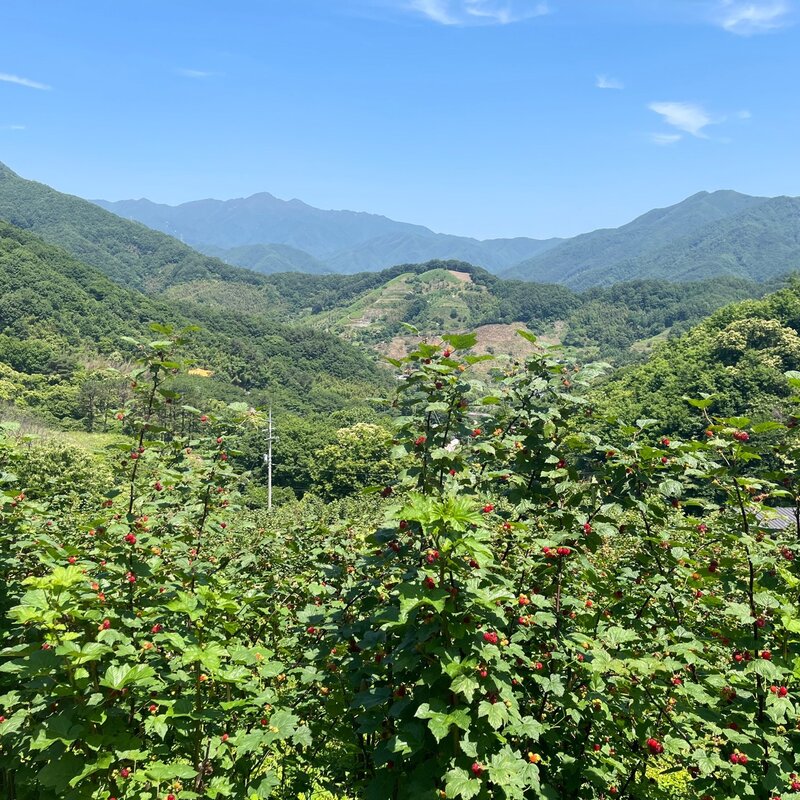 지리산 120년 명인 인삼 도라지청, 1kg, 1개