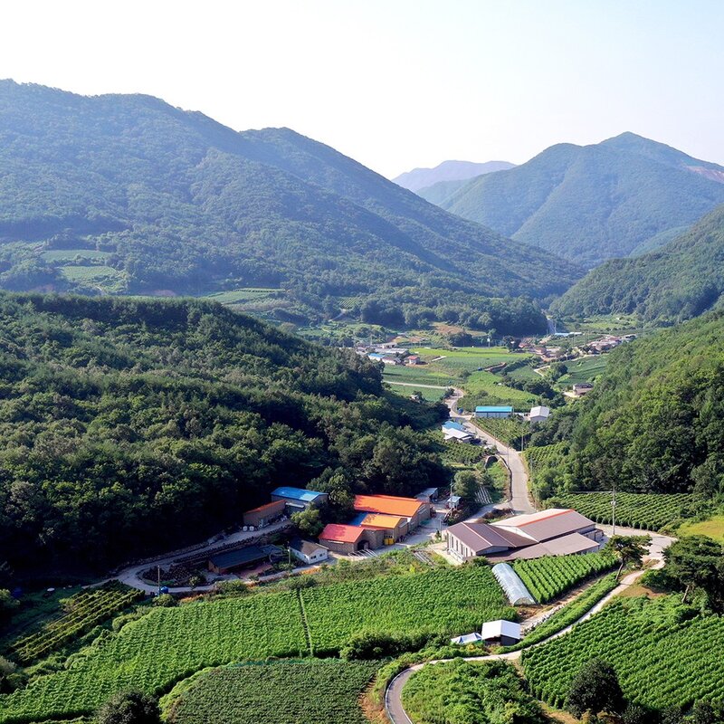 문경 오미자청 원액 500ml 2병 오랜전통1996년, 1개입, 2개