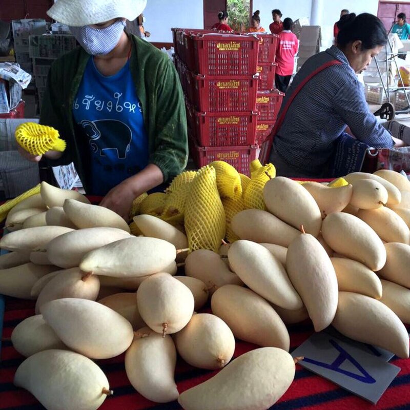 농장에서바로 프리미엄 망고, 2.5kg (태국망고 6과내외), 1박스