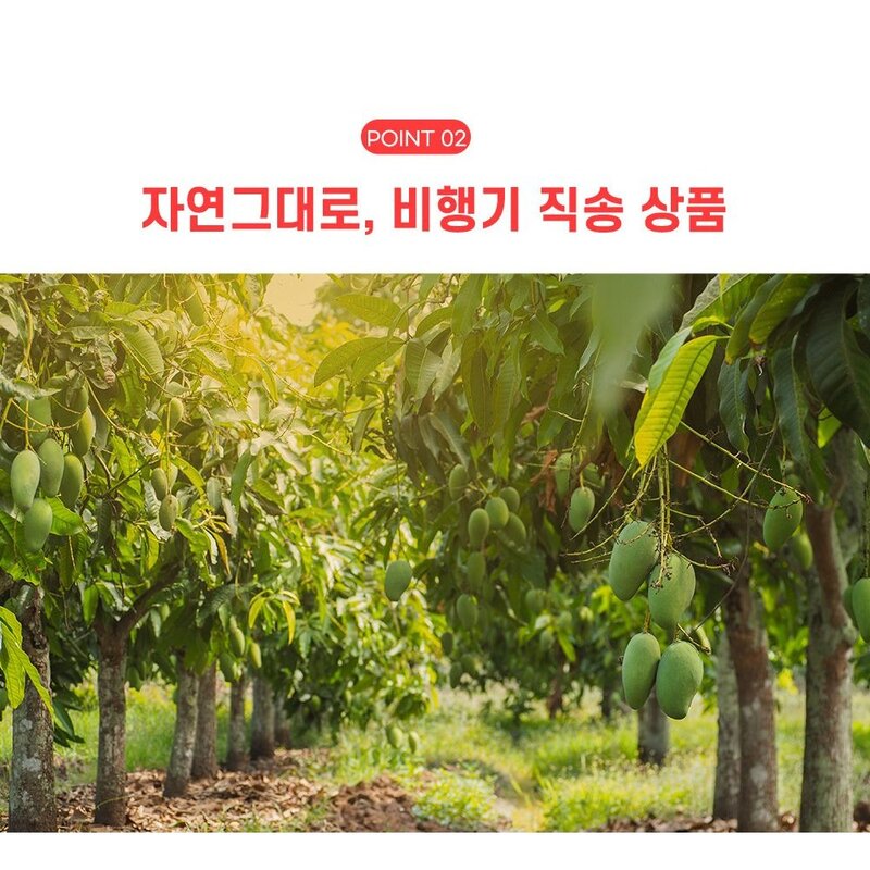 [산지에서바로] 당도선별 애플망고 프리미엄 선물세트 항공수입, 1박스, 애플망고 2kg 내외(4-6과)