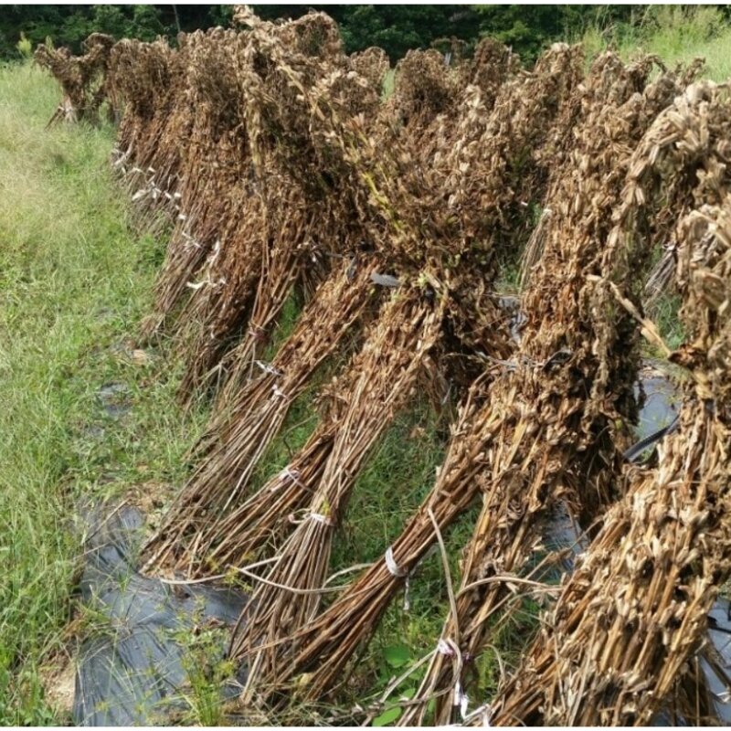 국산 생참깨 400g / 800g 믿을수있는 국내산깨 생깨 통참깨 국산참깨, 생참깨400g, 1개