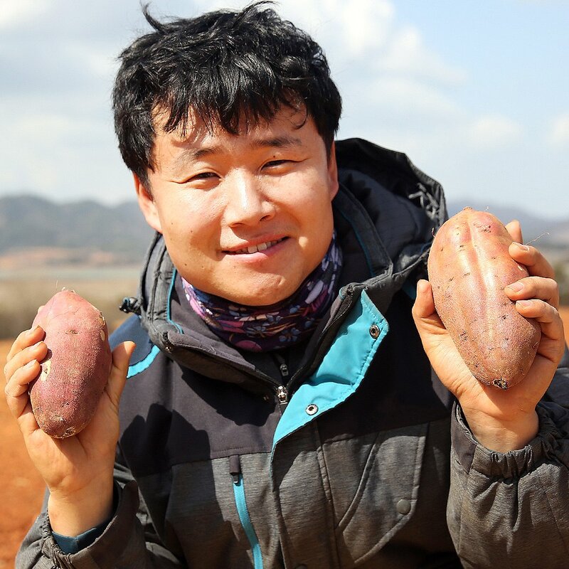 삿갓유통 기분 좋은 꿀맛 해남 반시 고마워 고구마 말랭이, 11개, 60g