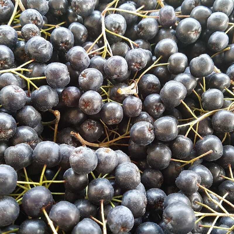 국내산 아로니아 열매, 1박스, 10kg(최상품)