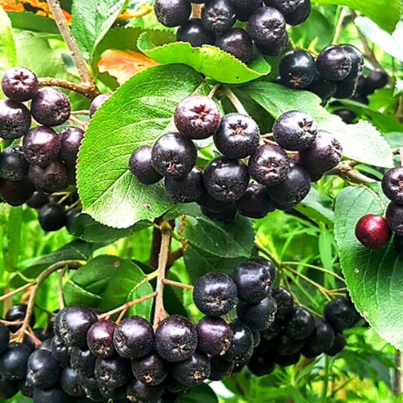 국내산 아로니아 열매, 1박스, 10kg(최상품)