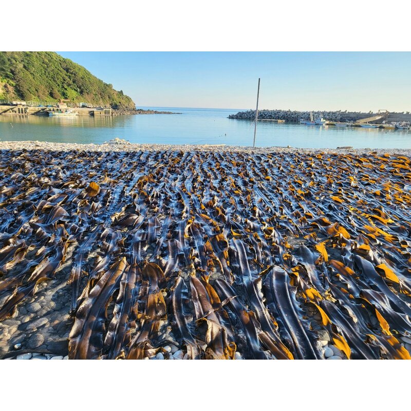 백령도 직접 채취한 햇 돌다시마 400g, 1개