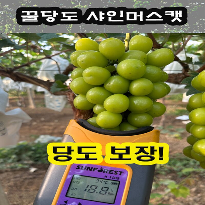 꿀당도 로얄 샤인머스캣 1박스 1kg(2수), 1개