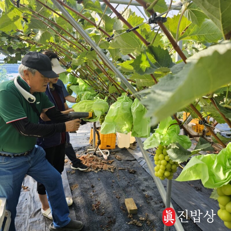 진밥상 샤인머스캣 GAP인증 씨없는 영천 고당도 당도보장 산지직송, 1박스, 2kg