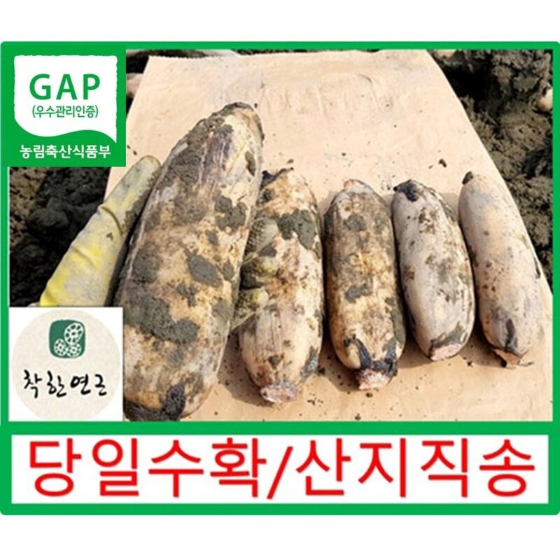 착한연근 국내산연근 말린연근/건조연근 500g /180g 직접건조, 1개, 건조연근500g