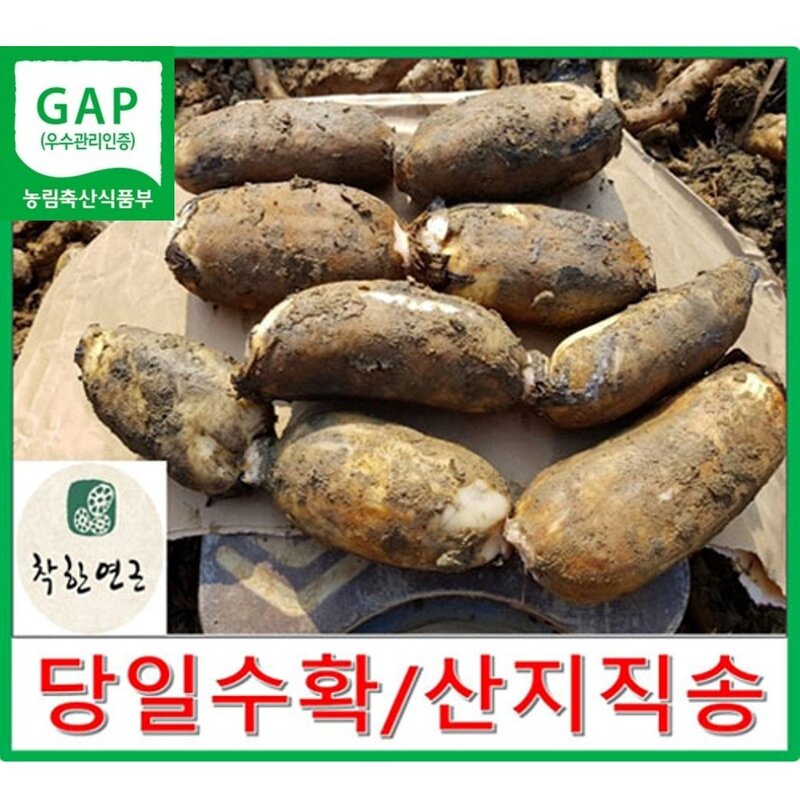 착한연근 국내산연근 말린연근/건조연근 500g /180g 직접건조, 1개, 건조연근500g