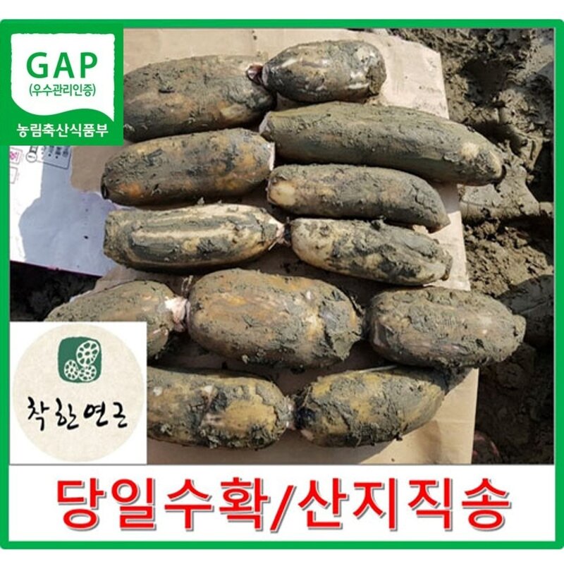 착한연근 국내산연근 말린연근/건조연근 500g /180g 직접건조, 1개, 건조연근500g