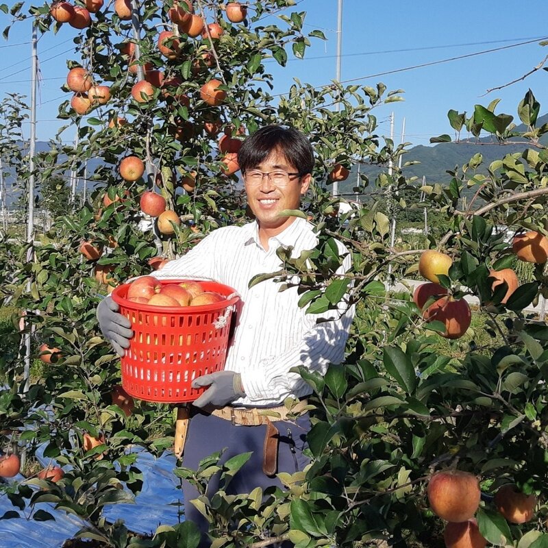 [사과삼촌] 장수사과 흠집사과 5kg 10kg(크기혼합), 1개