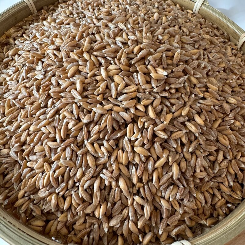 고대곡물 파로 FARRO, 2개, 1kg