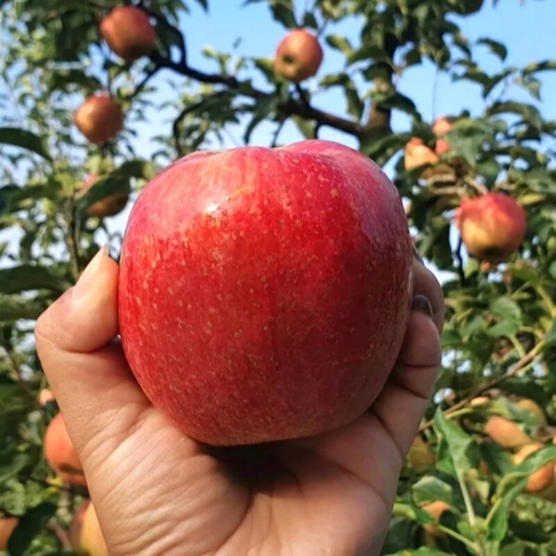 꿀품 가정용 사과 꿀사과, 1개, 2kg 소과(12-13과)