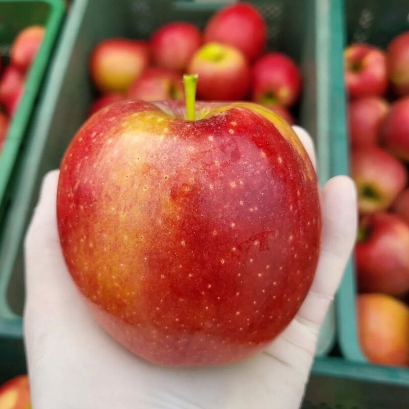 꿀품 가정용 사과 꿀사과, 1개, 2kg 소과(12-13과)