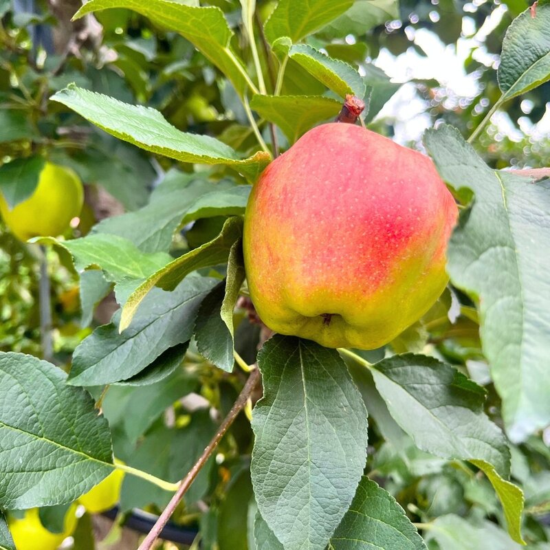 모픽 개별포장 세척 햇 사과 홍로 산지직송 가정용, 중과(세척/개별포장), 1박스, 5kg