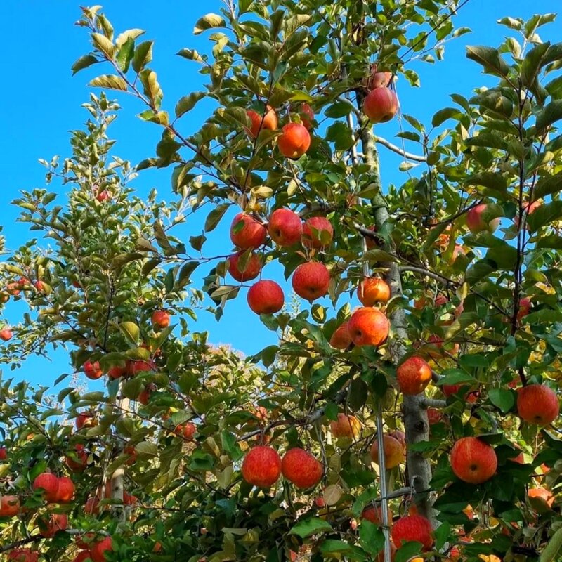 산지꾼 가정 주스용 빨간사과, 1개, 10kg (주스용)