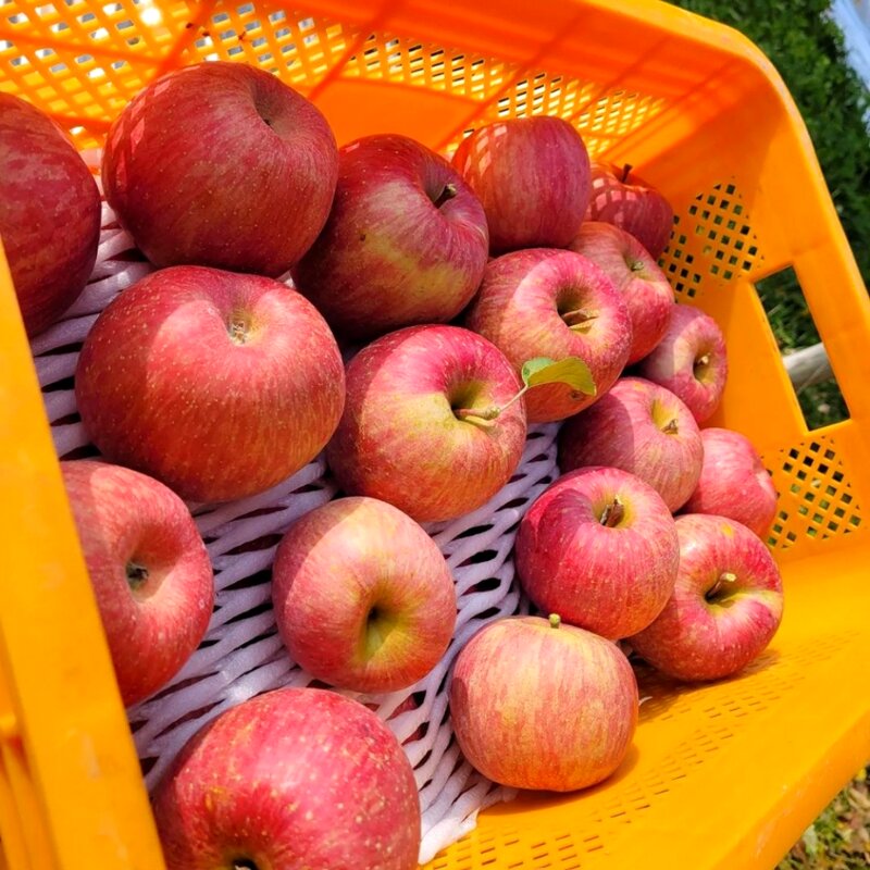 산지꾼 가정 주스용 빨간사과, 1개, 10kg (주스용)