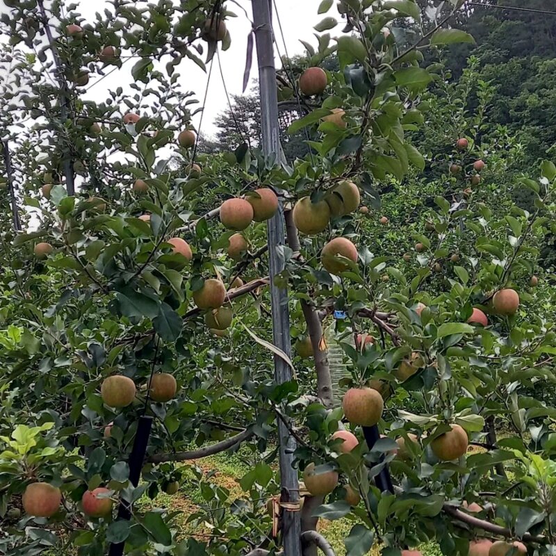 산지꾼 가정 주스용 빨간사과, 1개, 10kg (주스용)