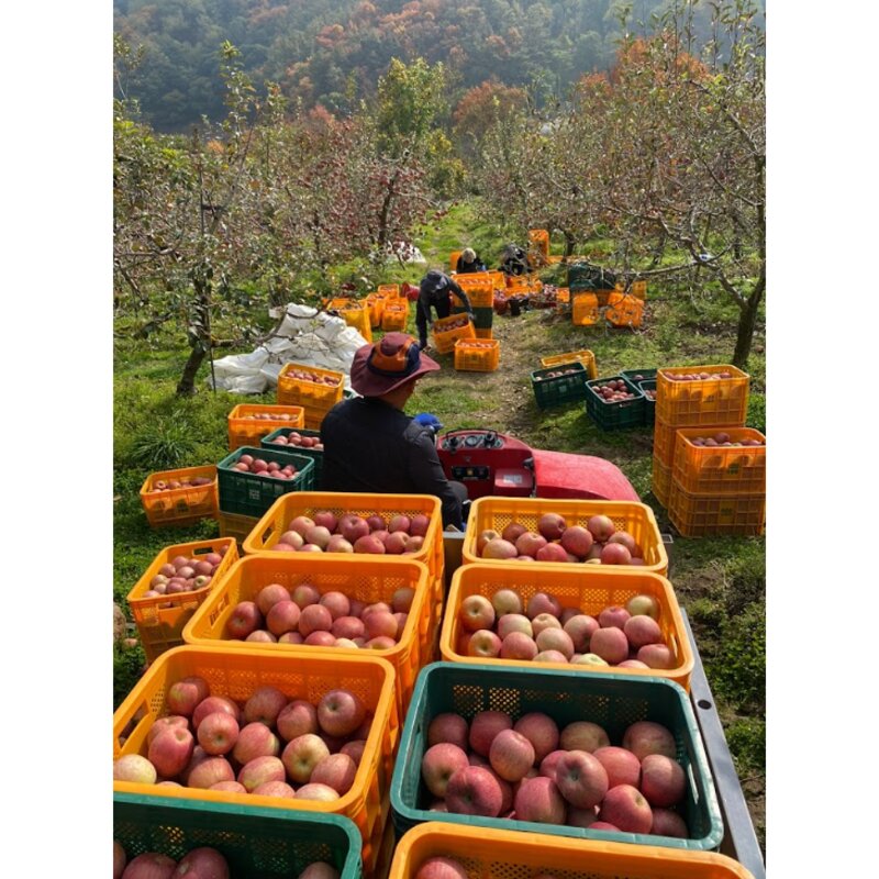 최회장 영주 부사사과 대과 당도선별 선물용, 1개, 선물용 5kg