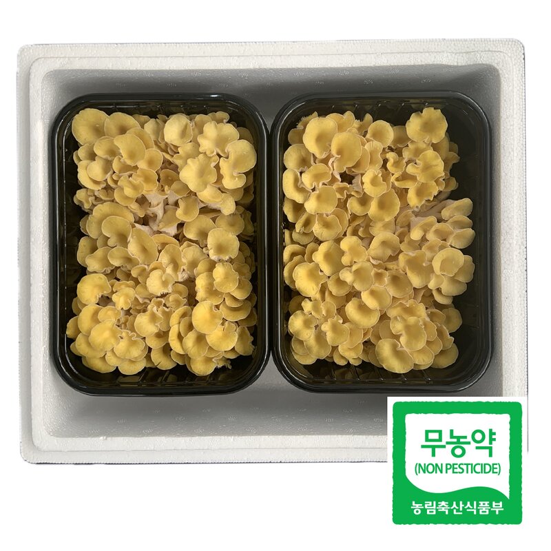 [산지직송] 무농약 노랑느타리 버섯 2팩 (팩당 400g내외)