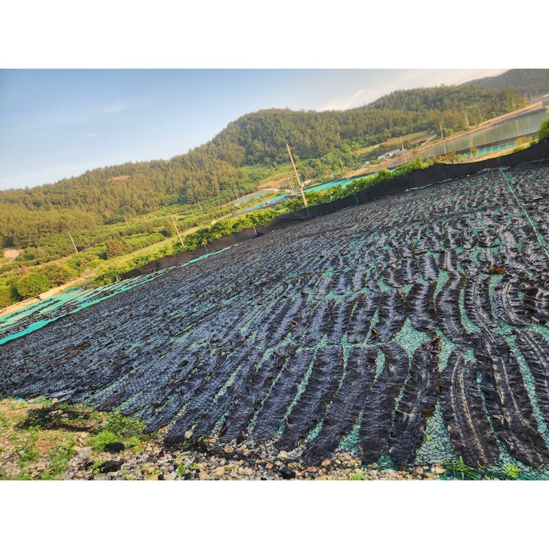 완도산 최고급 다시마